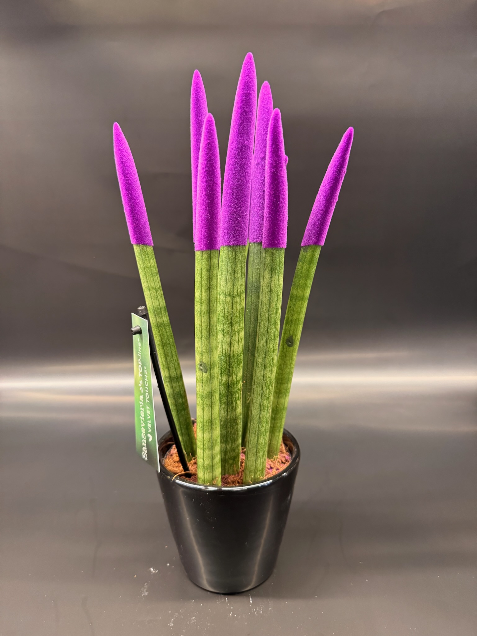 Sansevieria